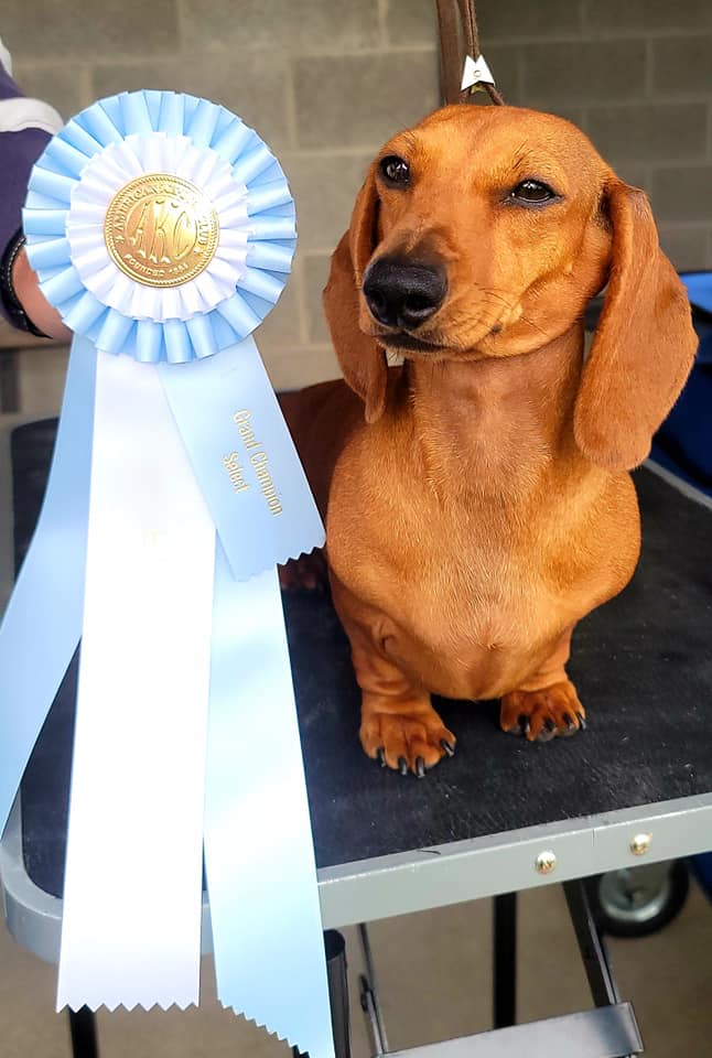 Reputable dachshund hot sale breeders