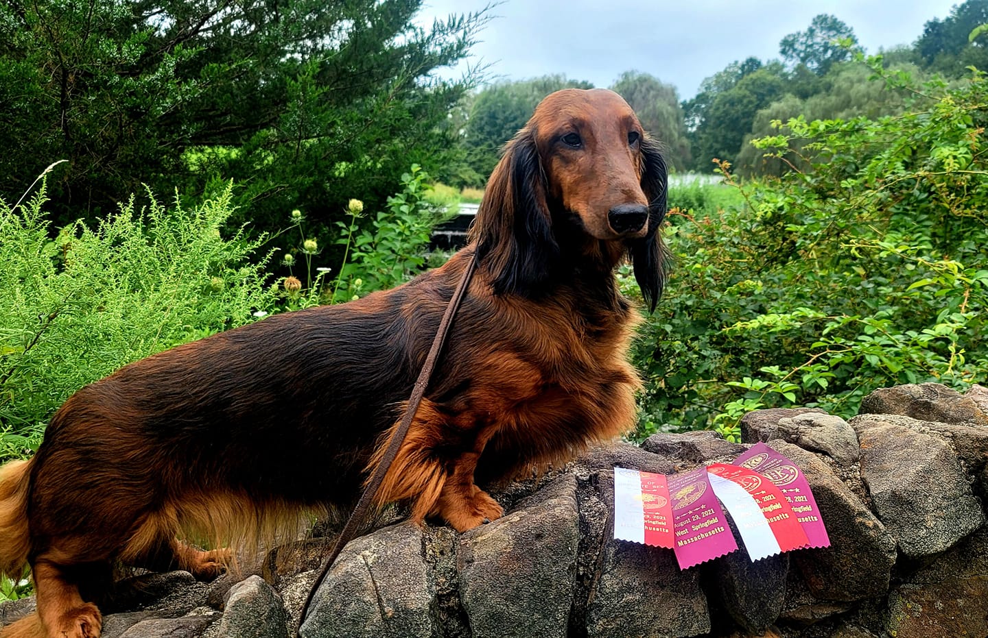 Red Standard Long Hair Dachshund